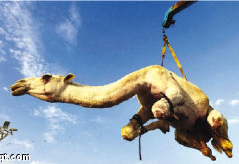 
<span>الأضحية والتسليم لله تعالى</span>
